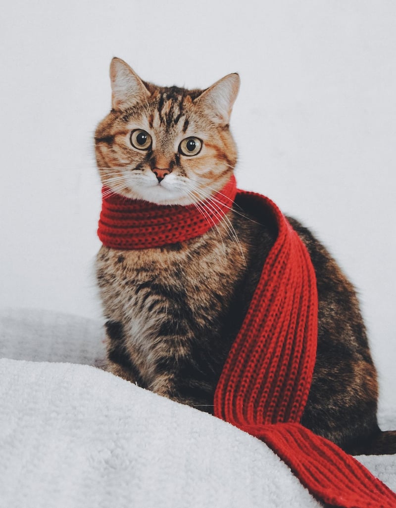 Zero-Waste Knitting